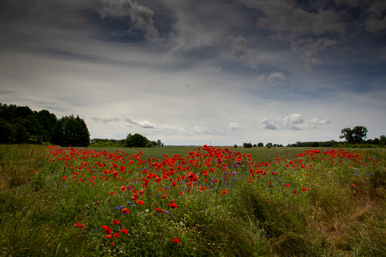 Poppies