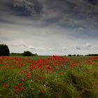 Poppies