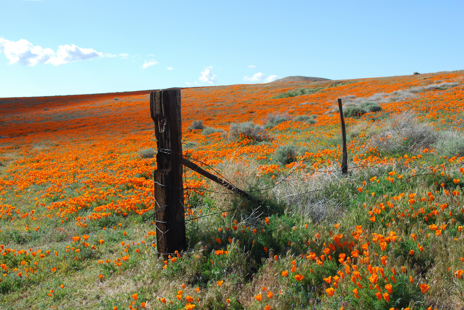 Poppies for G