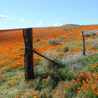 Poppies for G