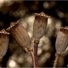 Poppies heads