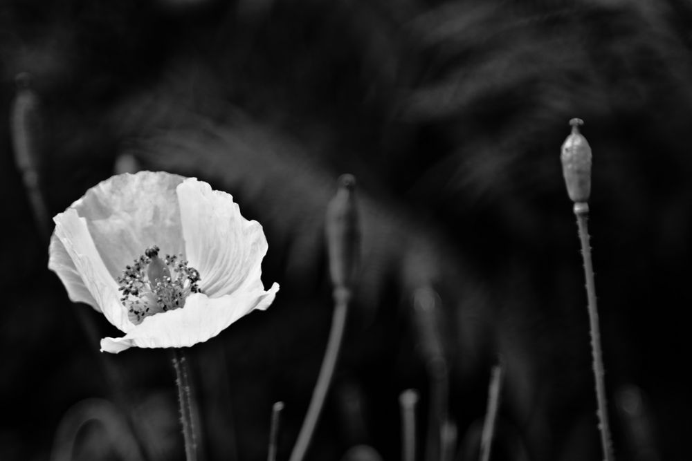 poppies II