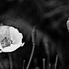 poppies II