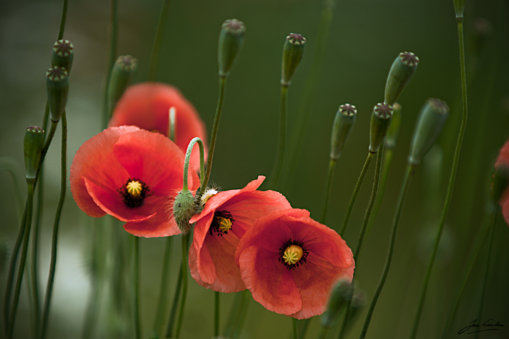 Poppies II