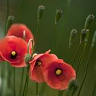 Poppies II