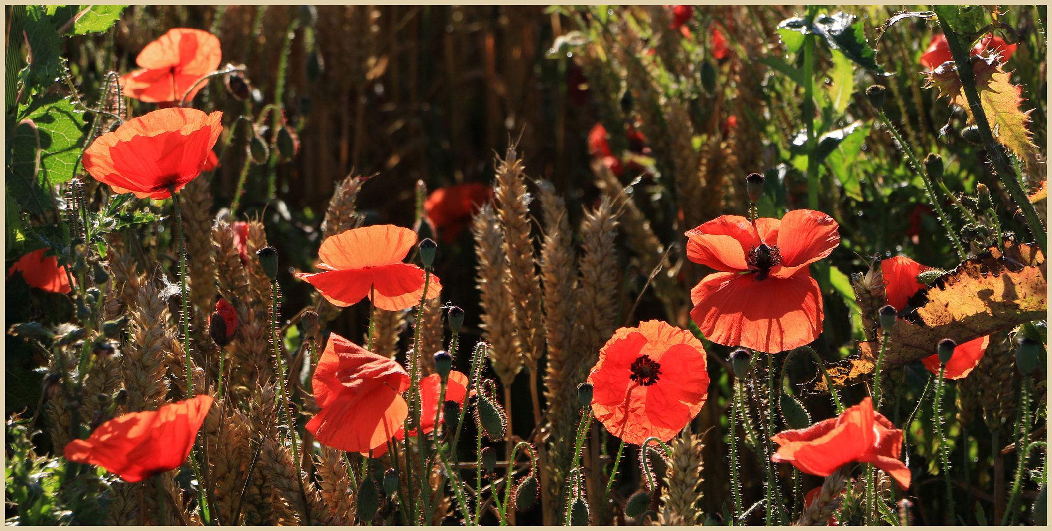 poppies in barley 11