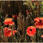 poppies in barley 11