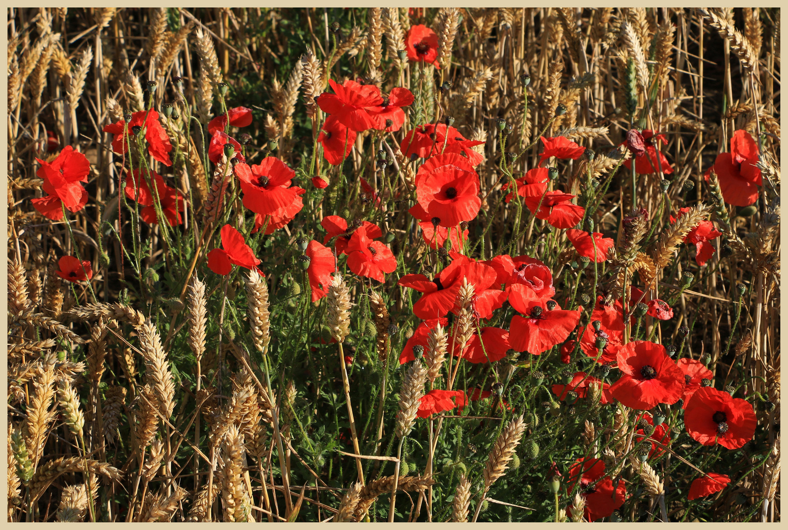 poppies in barley 13