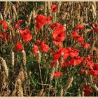 poppies in barley 13
