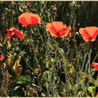 poppies in barley 15