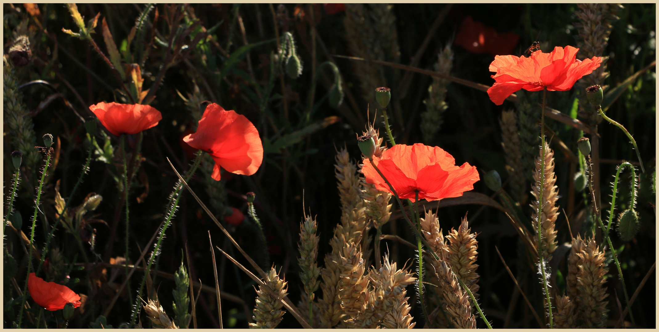 poppies in barley 2