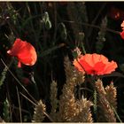 poppies in barley 2