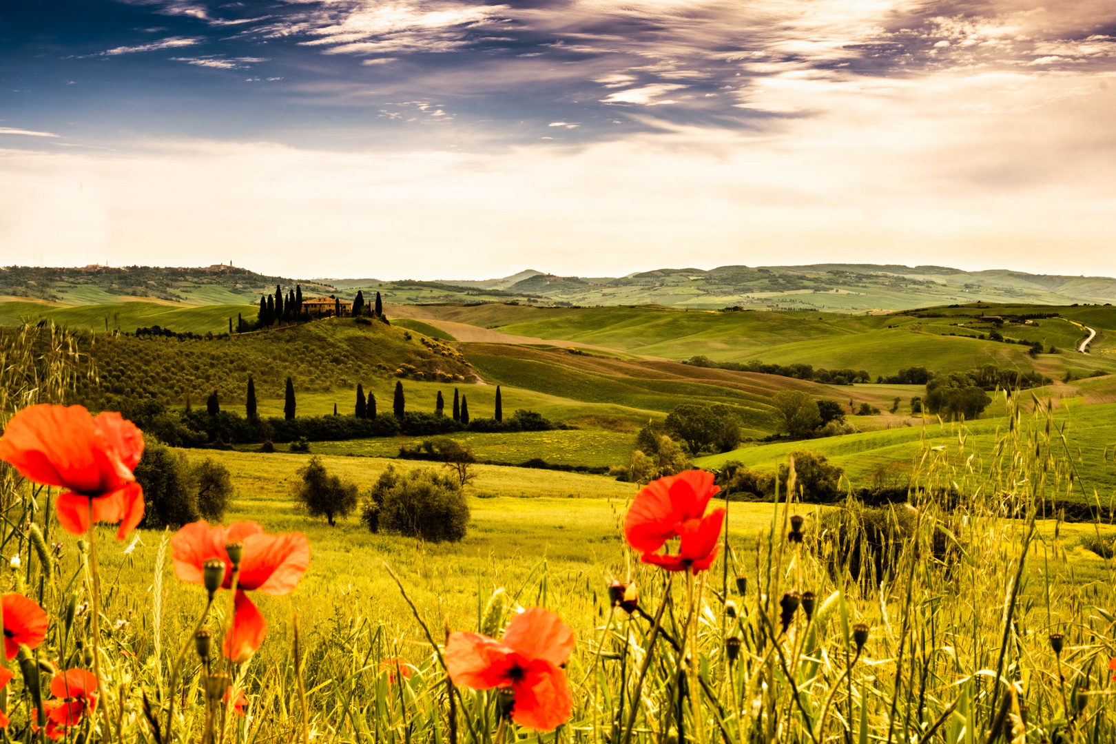 Poppies in blossom in Tuscany