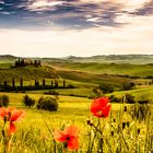 Poppies in blossom in Tuscany