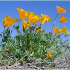 Poppies in der Wüste von El Paso Texas ( 2 )