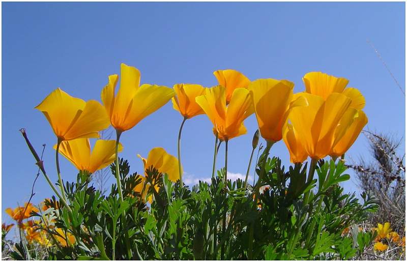 Poppies in der Wüste von El Paso Texas