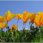 Poppies in der Wüste von El Paso Texas