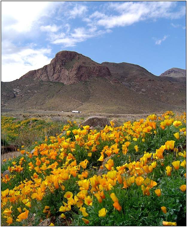 Poppies in El Paso