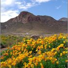 Poppies in El Paso