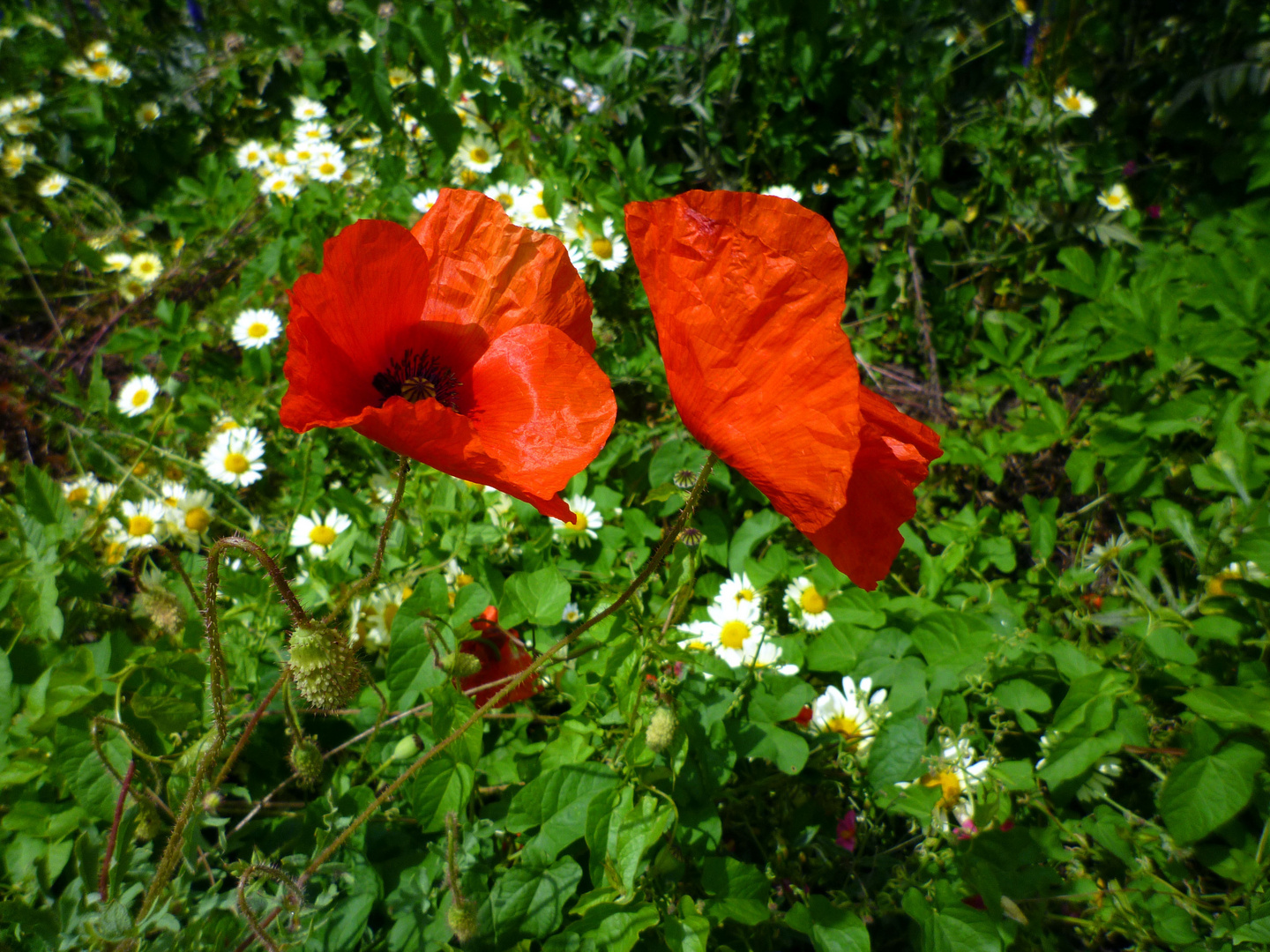 Poppies in England