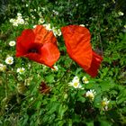 Poppies in England