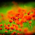 Poppies in Lomo