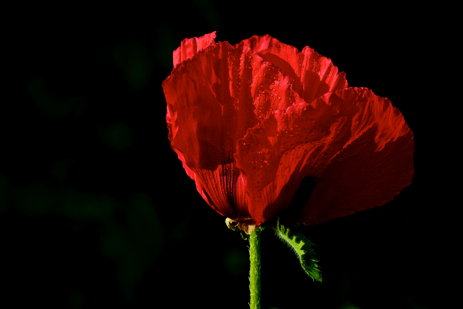 Poppies in my garden (1)