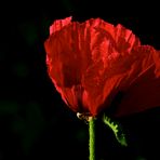 Poppies in my garden (1)