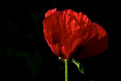 Poppies in my garden (1)