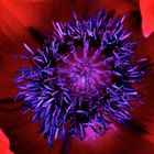 Poppies in my garden (2)