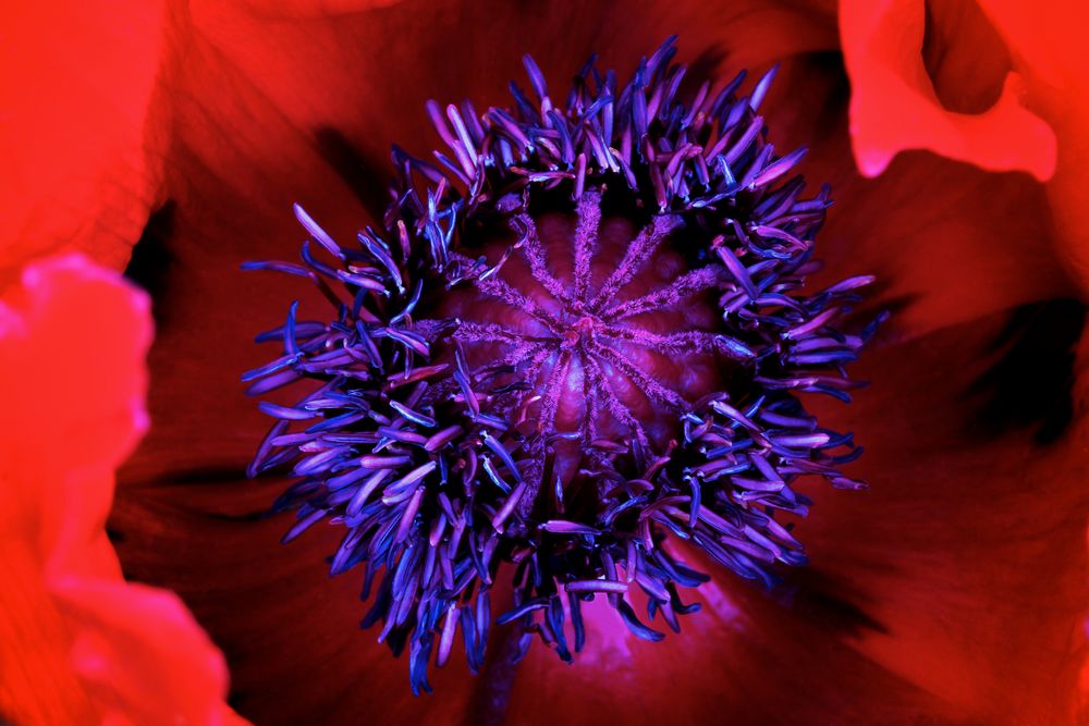 Poppies in my garden (2)