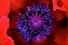 Poppies in my garden (2)