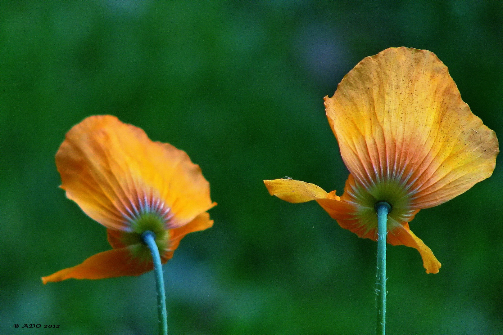 Poppies in my Garden