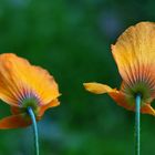 Poppies in my Garden