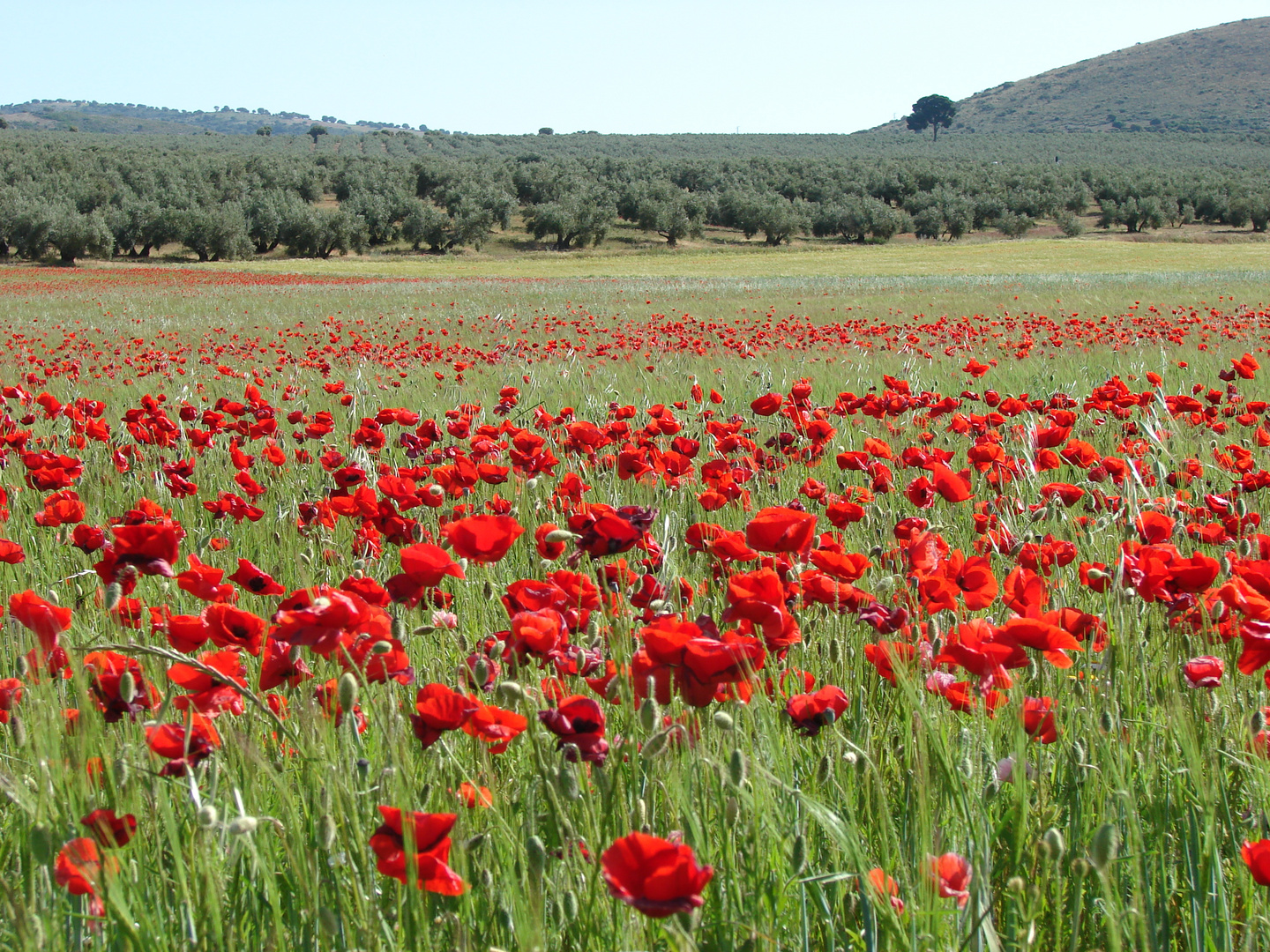 poppies in spain