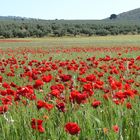 poppies in spain