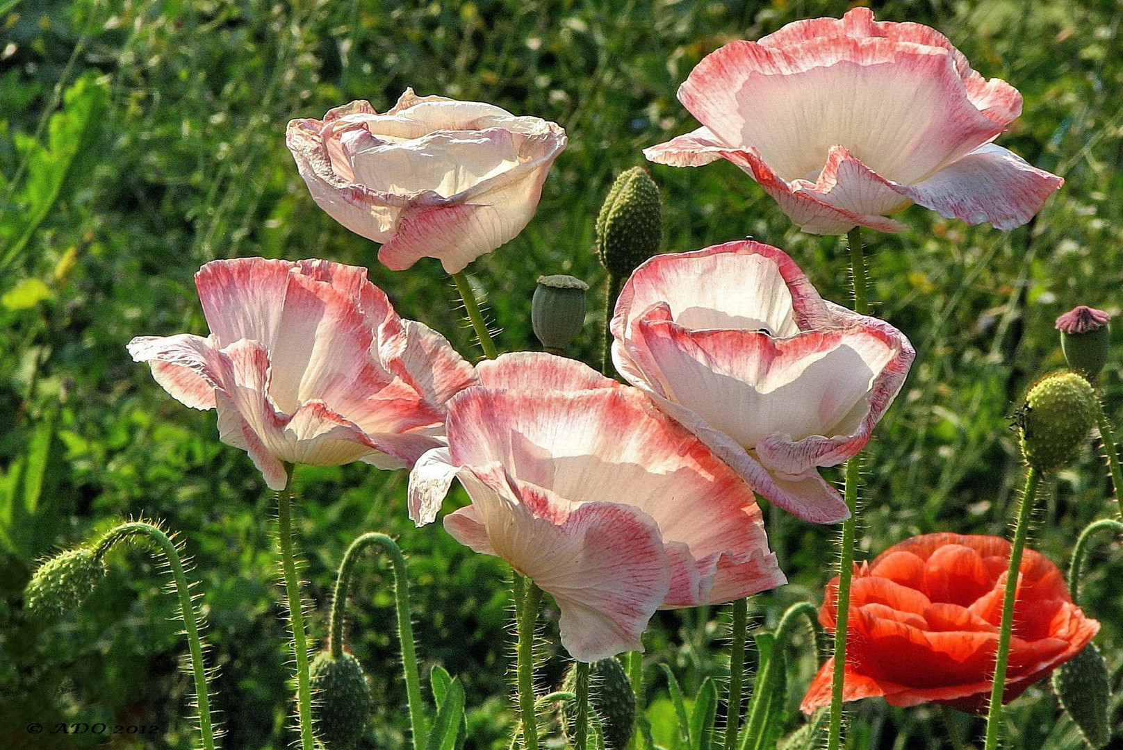 Poppies in the Contra Light