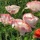 Poppies in the Contra Light