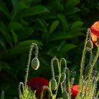 Poppies in the early morning light