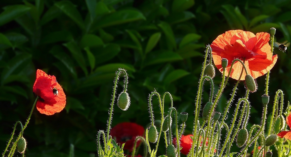 Poppies in the early morning light