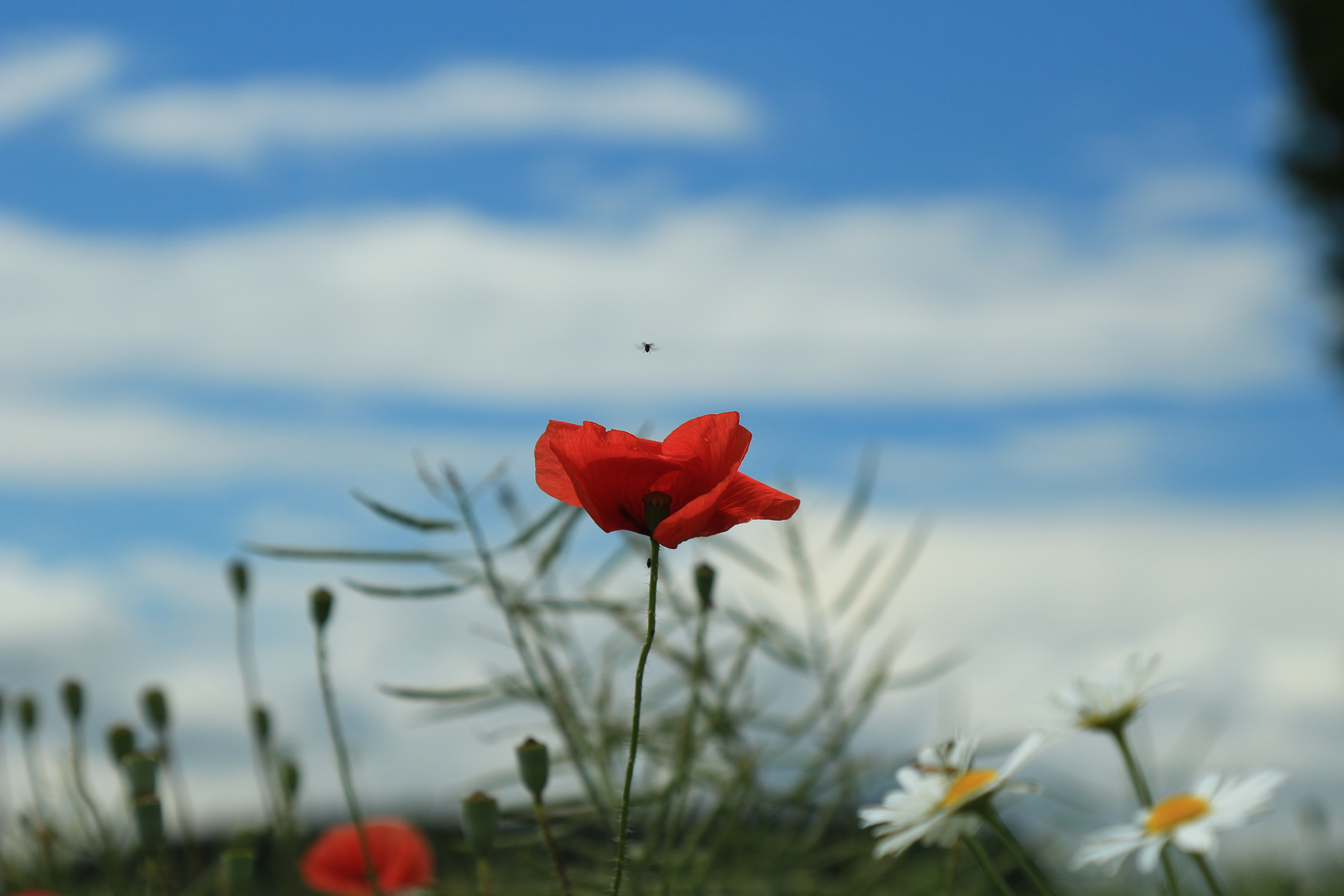 poppies in the field