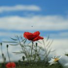 poppies in the field