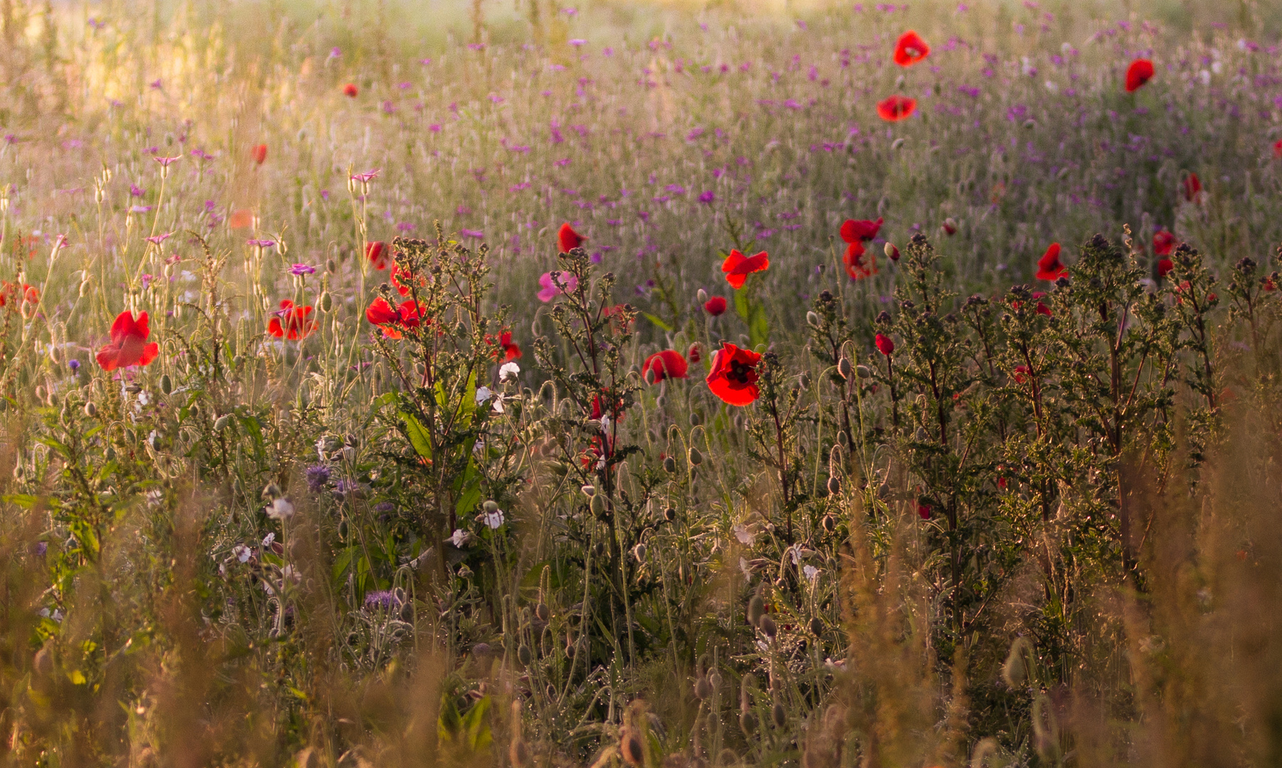 poppies in the morning light