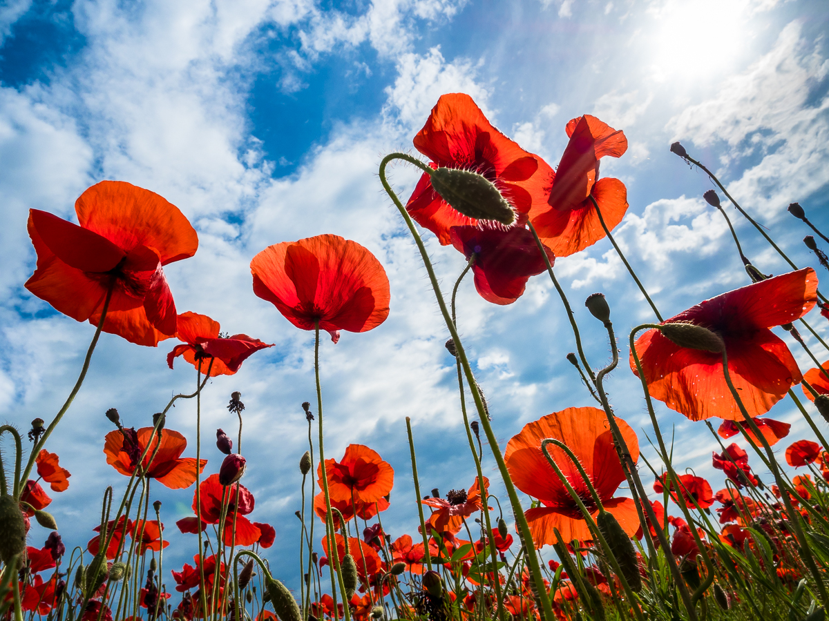poppies in the sky