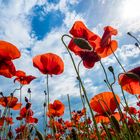 poppies in the sky