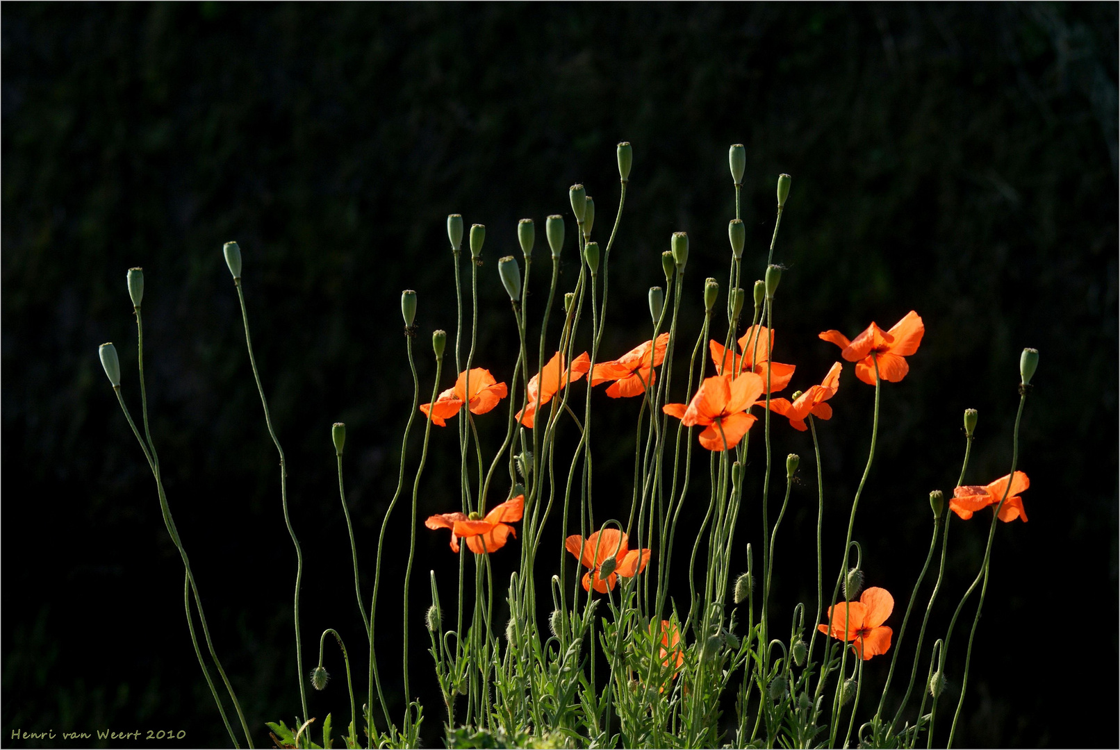 Poppies in the sun