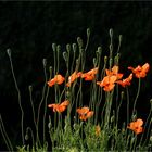 Poppies in the sun