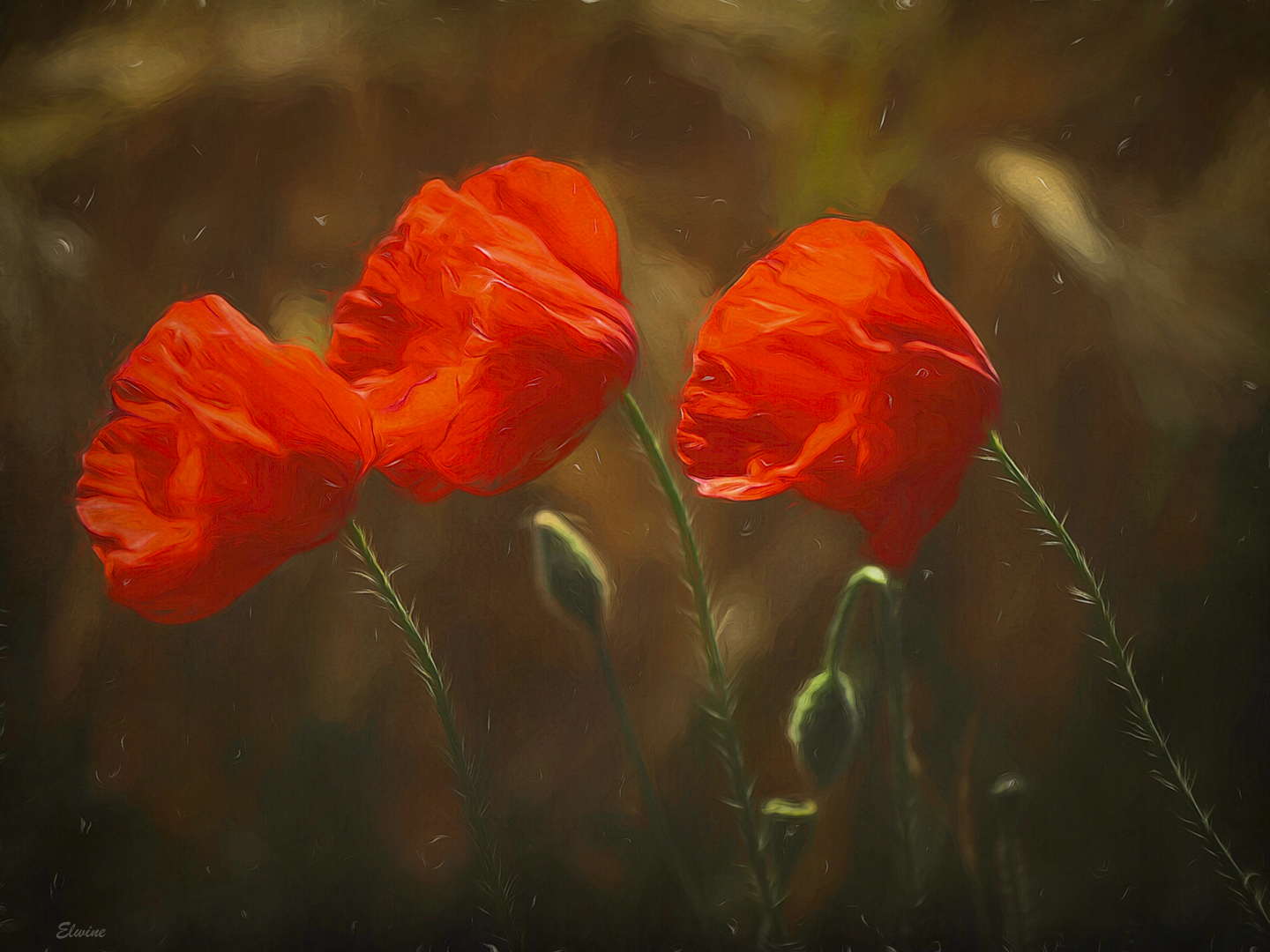 Poppies in the wind