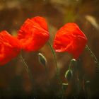 Poppies in the wind