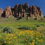 Poppies @ Lost Dutchman